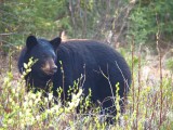En total ya hemos visto 10 osos! casi todos por la Cassiar Highway