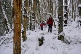 Cruzando el bosque congelado
Crossing the frozen forest