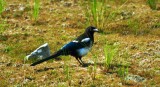 De la familia de los cuervos, el Magpie es una de las aves más ruidosas en el Yukón y uno de los más destacados en esta época del año.