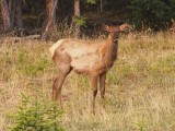Elk (Reno) rumeamdo su almuerzo